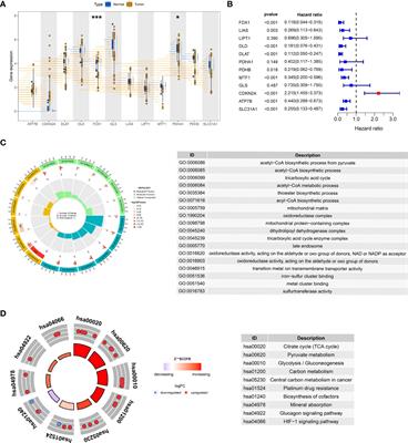 The core genes of cuproptosis assists in discerning prognostic and immunological traits of clear cell renal cell carcinoma